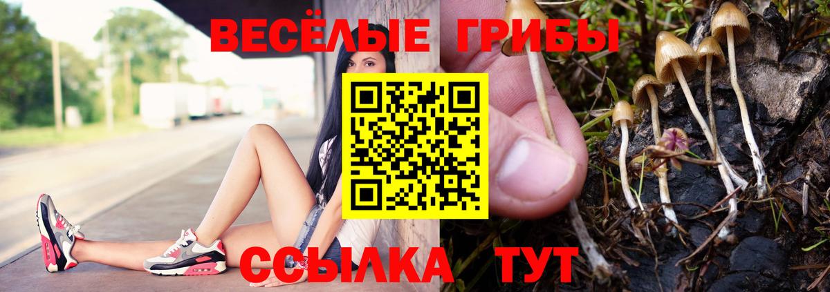 Галлюциногенные грибы Psilocybine cubensis Сосновый Бор